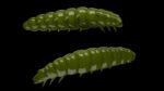 Larva 031 OLIVE.jpg